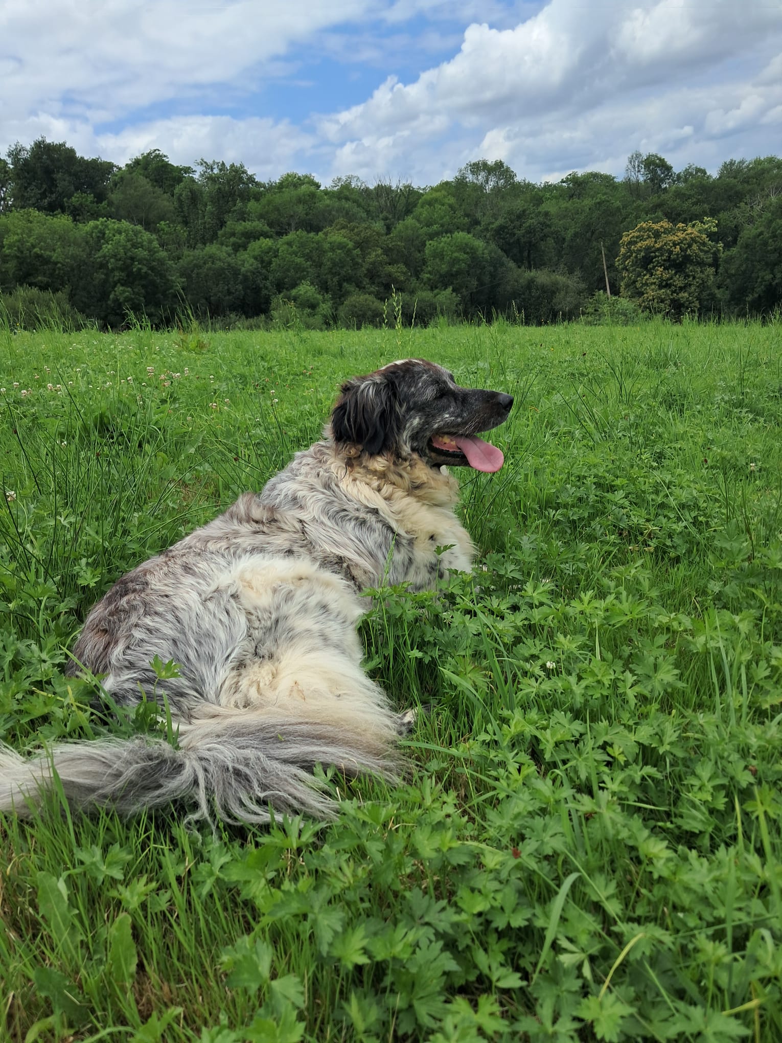 La Colo des Labassères - Chien de chasse