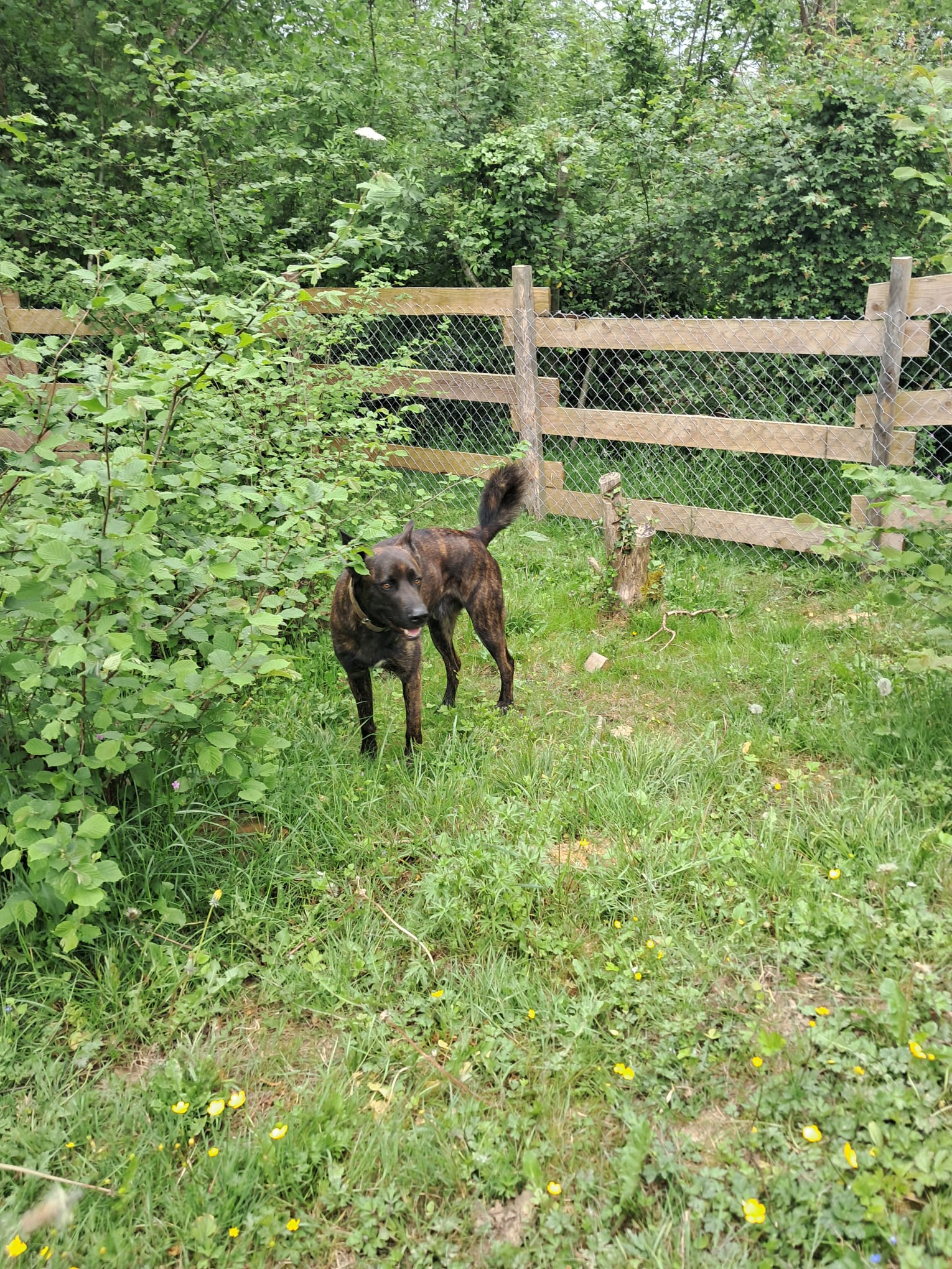 Balades dans les bois et les champs