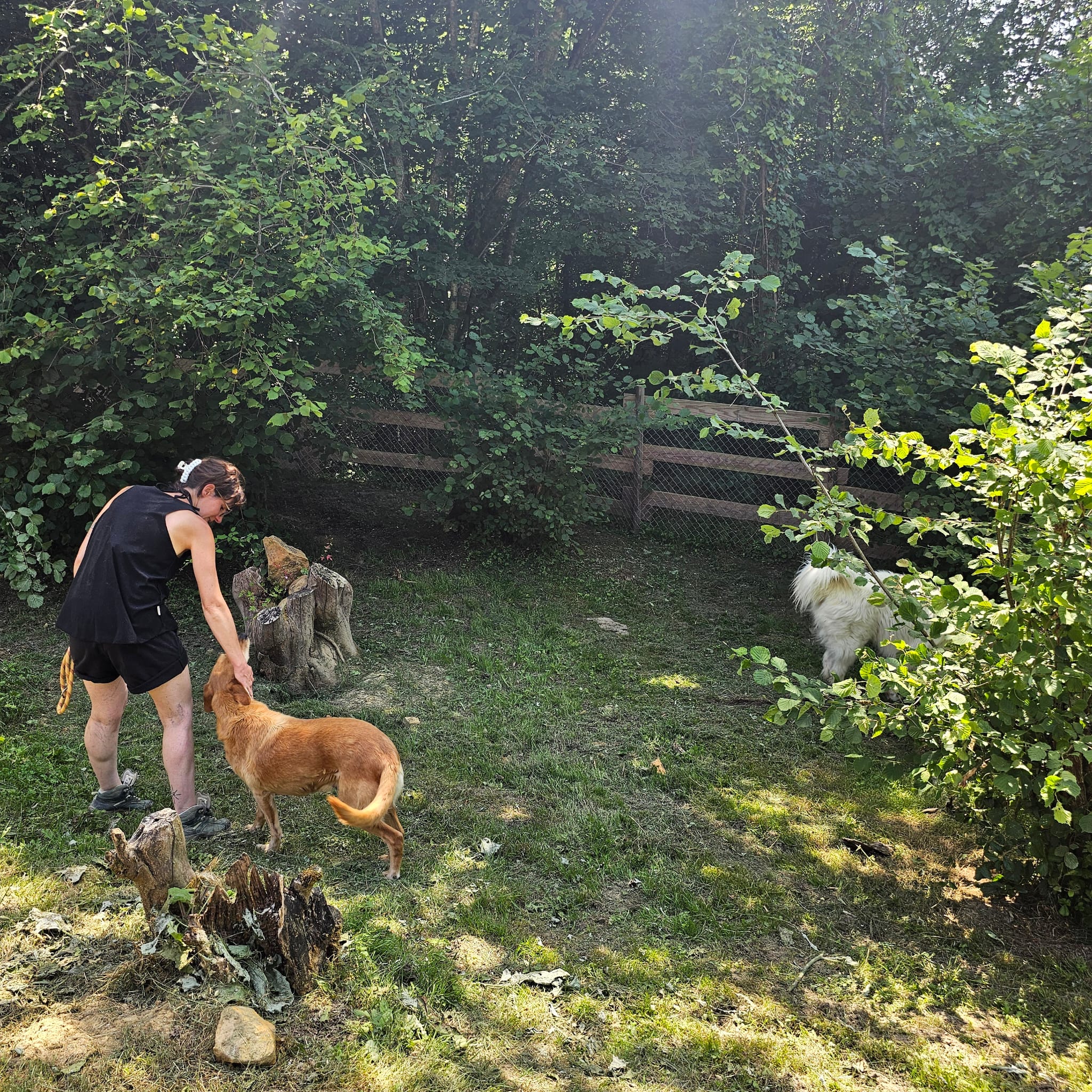 Elsa avec les chiens